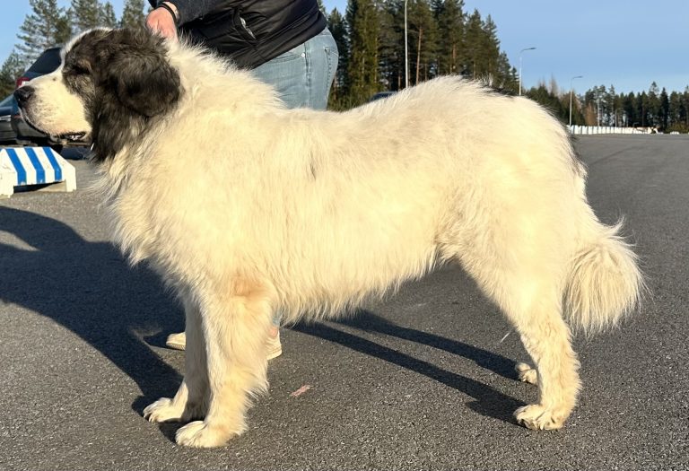 Pakkaspeikon Jörö